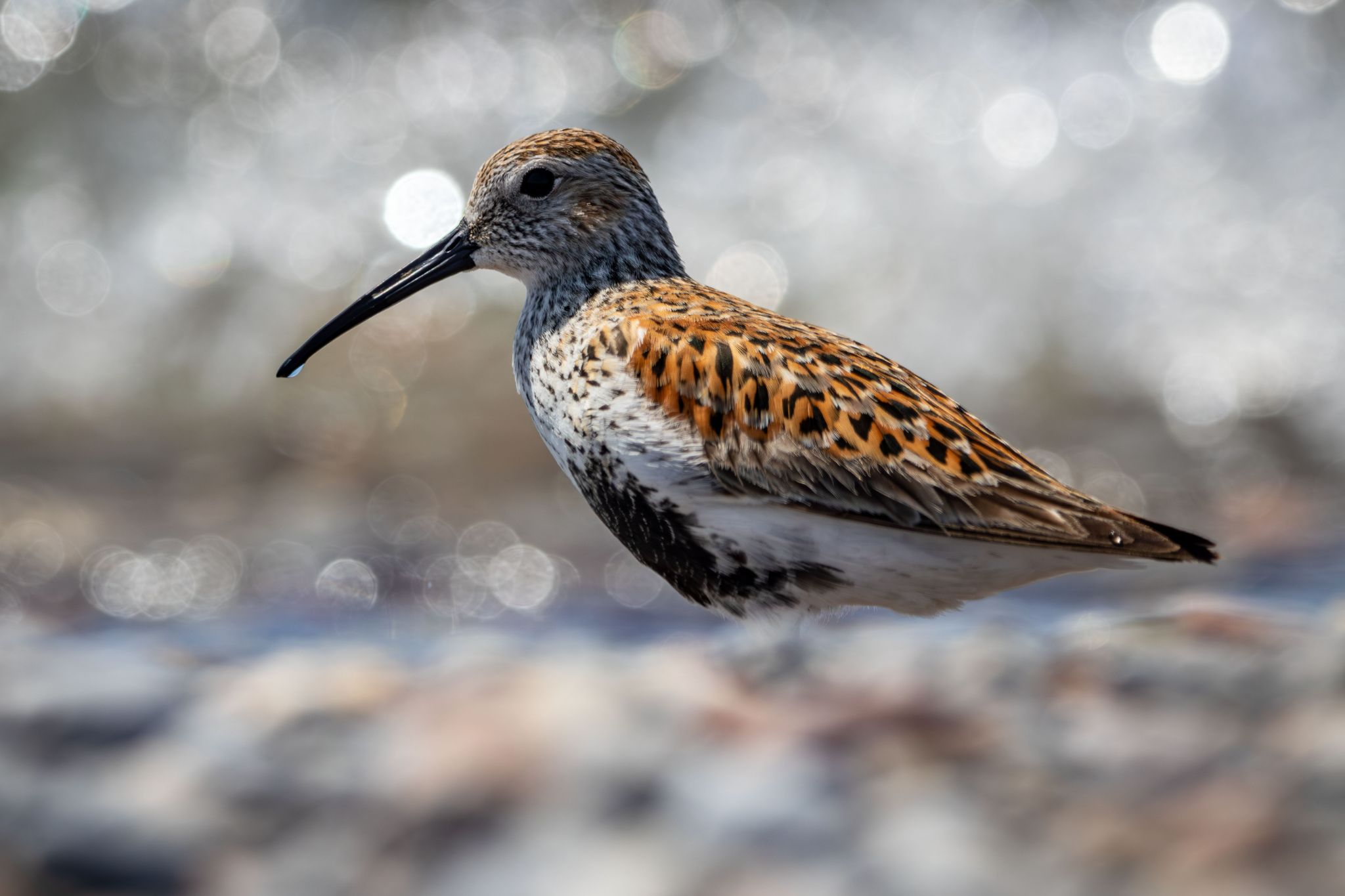 IMG 2405 Enhanced NR copy